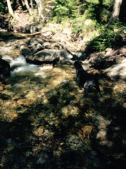 Cooling off in the brook.